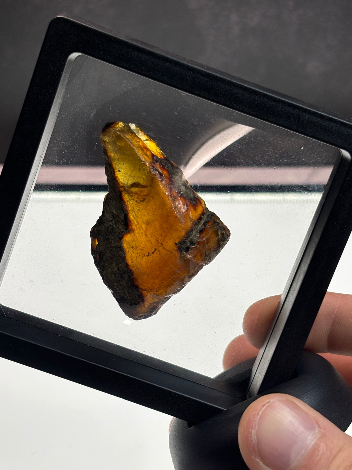Amber Specimen! 3.5” Display