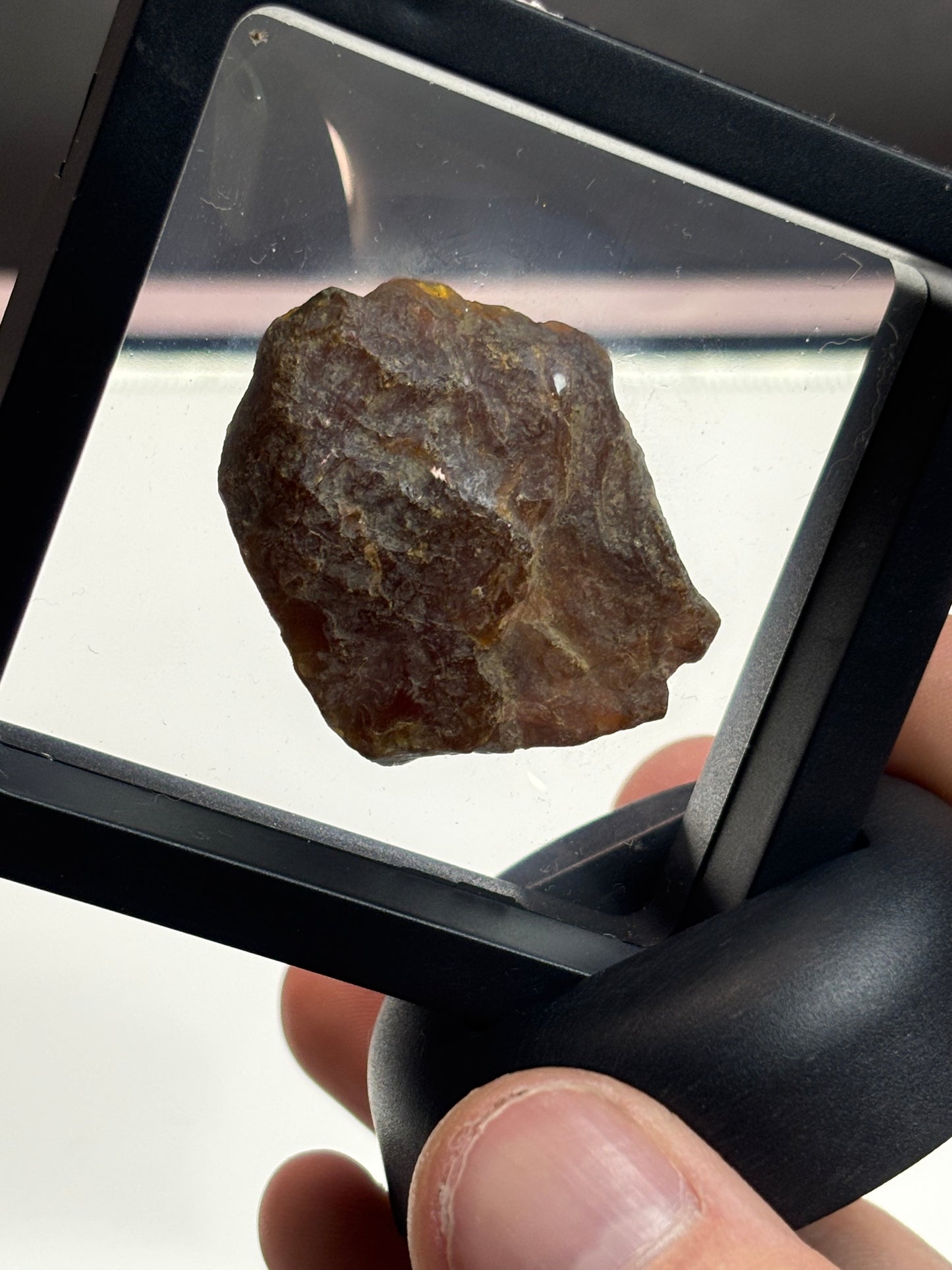 Amber Specimen! 2.5” Display