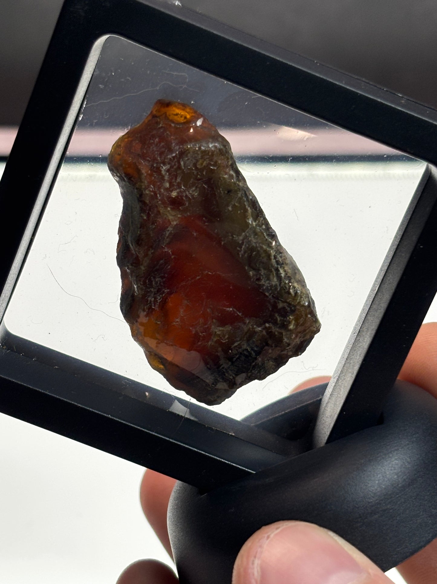Amber Specimen! 2.5” Display
