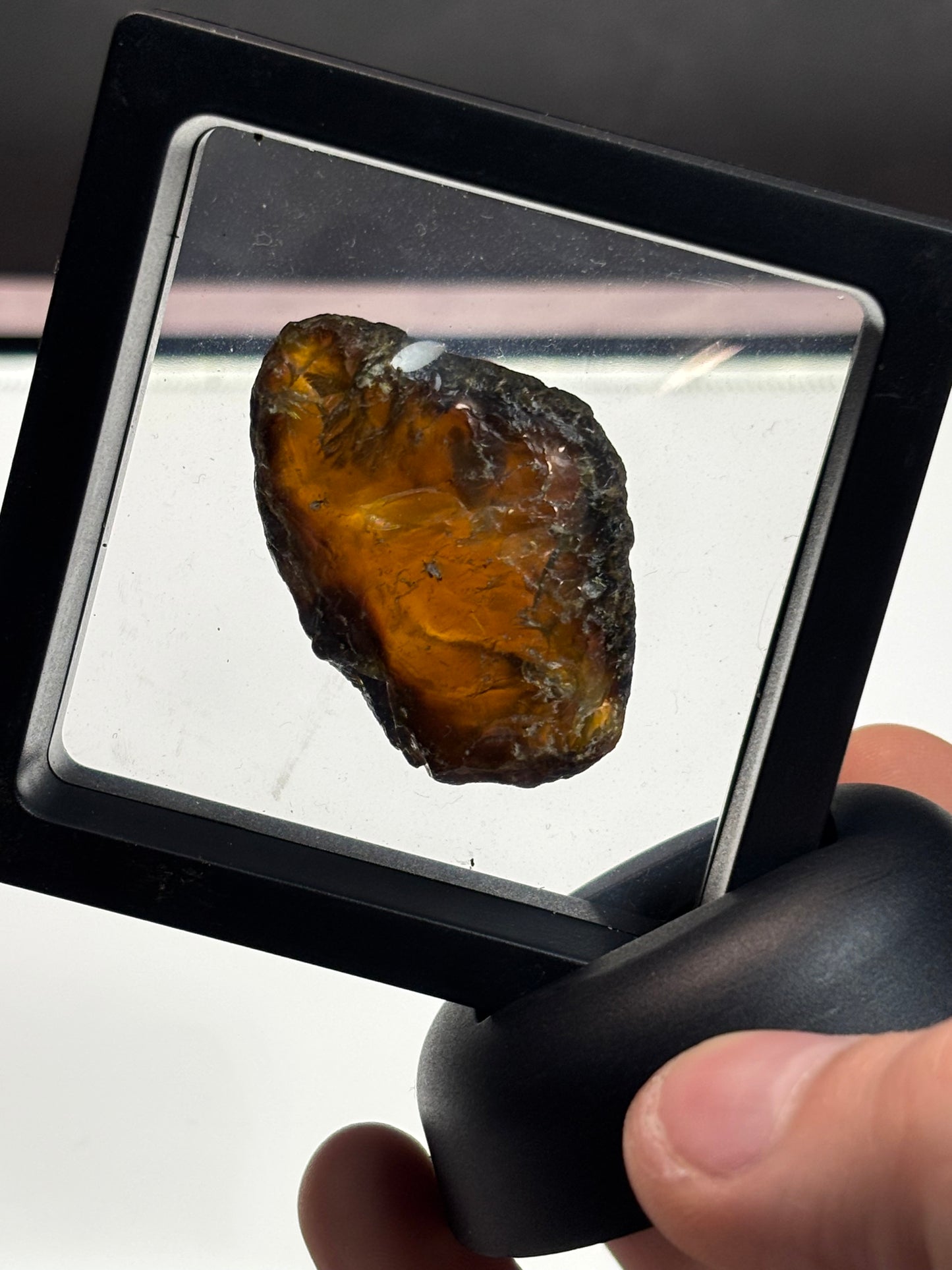 Amber Specimen! 2.5” Display