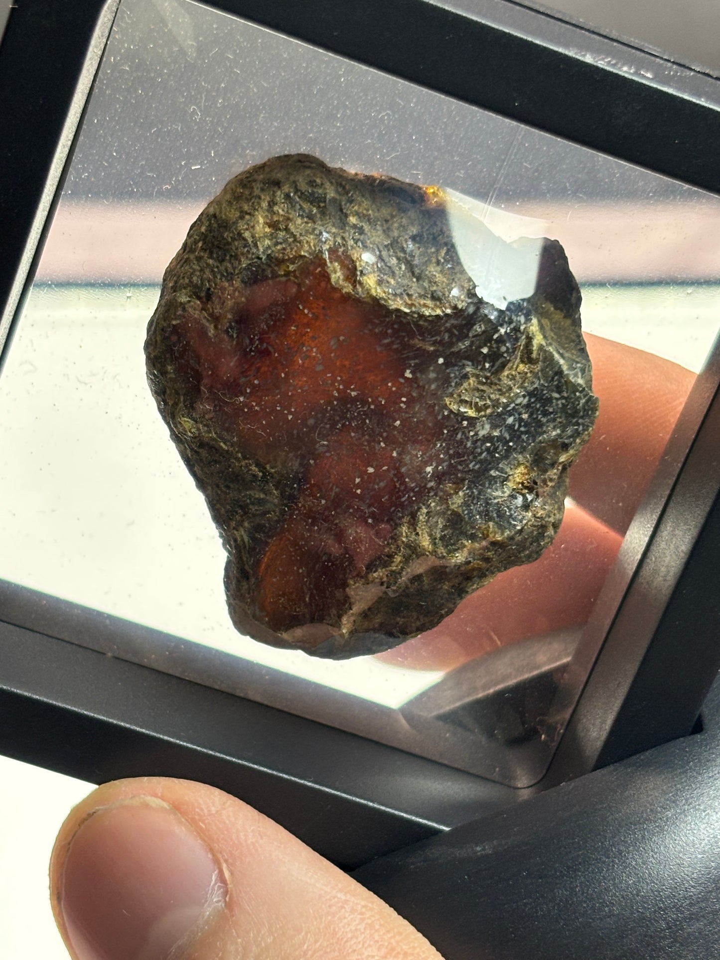Amber Specimen! Deep Red Color! 2.5” Display