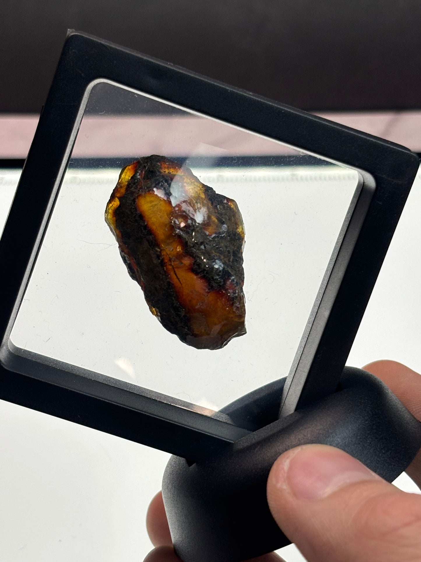 Amber Specimen! 2.5” Display