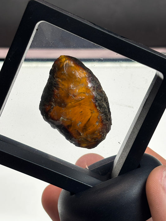 Amber Specimen! 2.5” Display