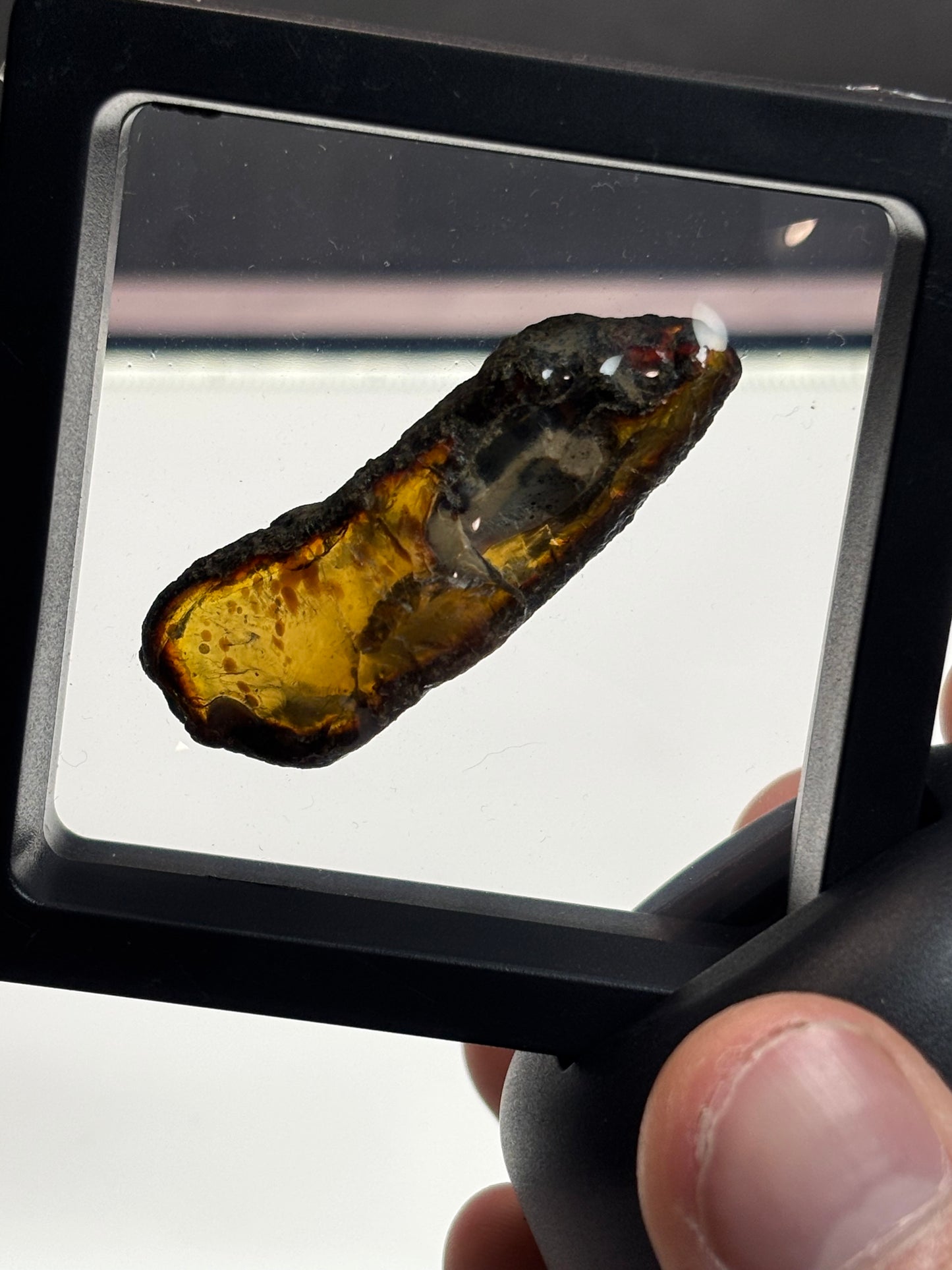 Amber Specimen! Blue under UV!2.5” Display