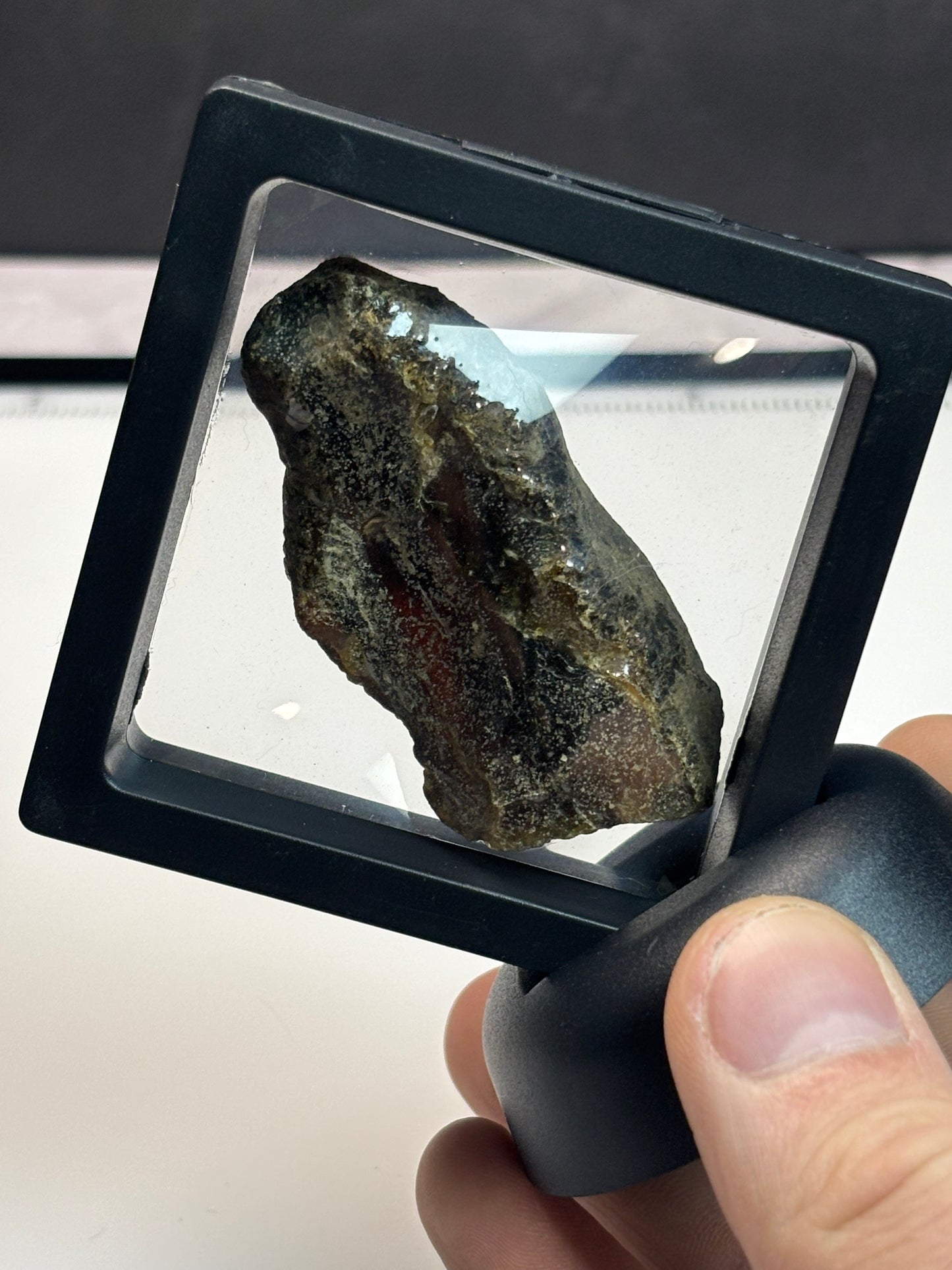 Amber Specimen! 2.5” Display