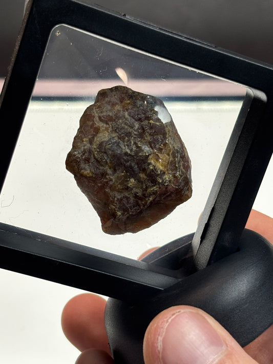 Amber Specimen! 2.5” Display