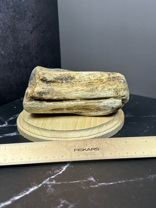 Petrified Wood! Big Chunk! Some Red Banding! - Hawthorne’s Treasures