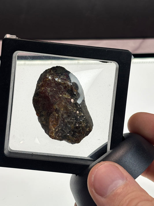 Amber Specimen! Very Dark. 2.5” Display
