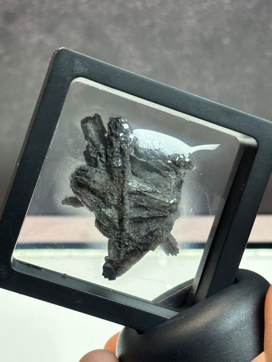 Black Kyanite Fan Specimens! 2.5” display