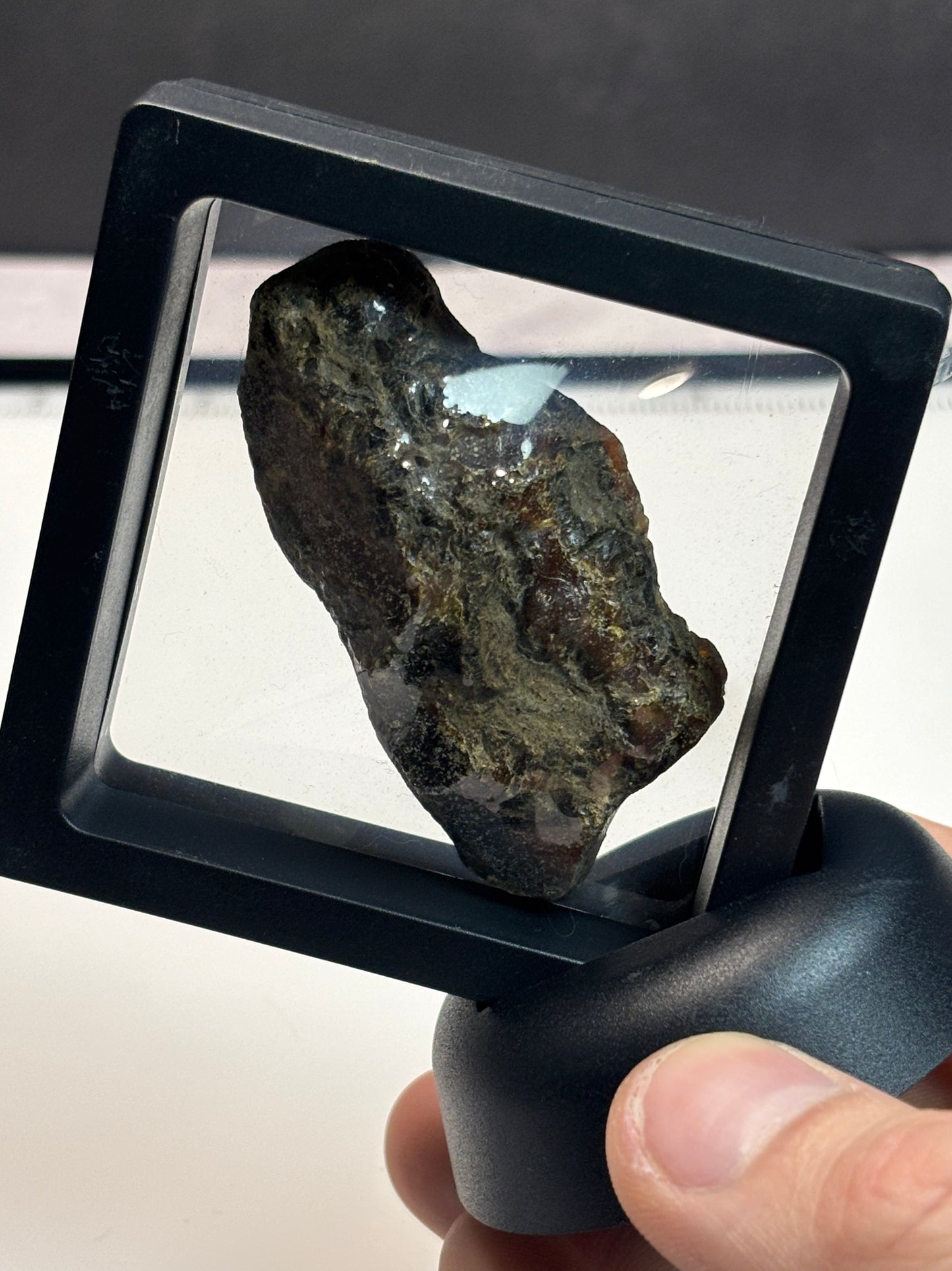 Amber Specimen! 2.5” Display