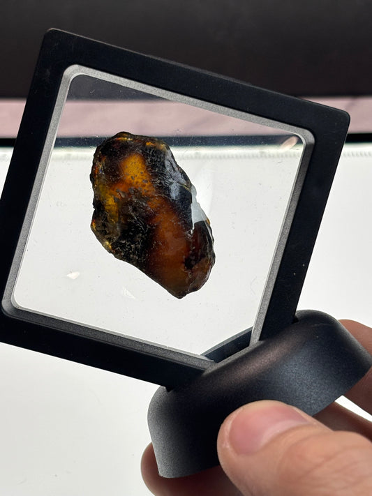Amber Specimen! 2.5” Display