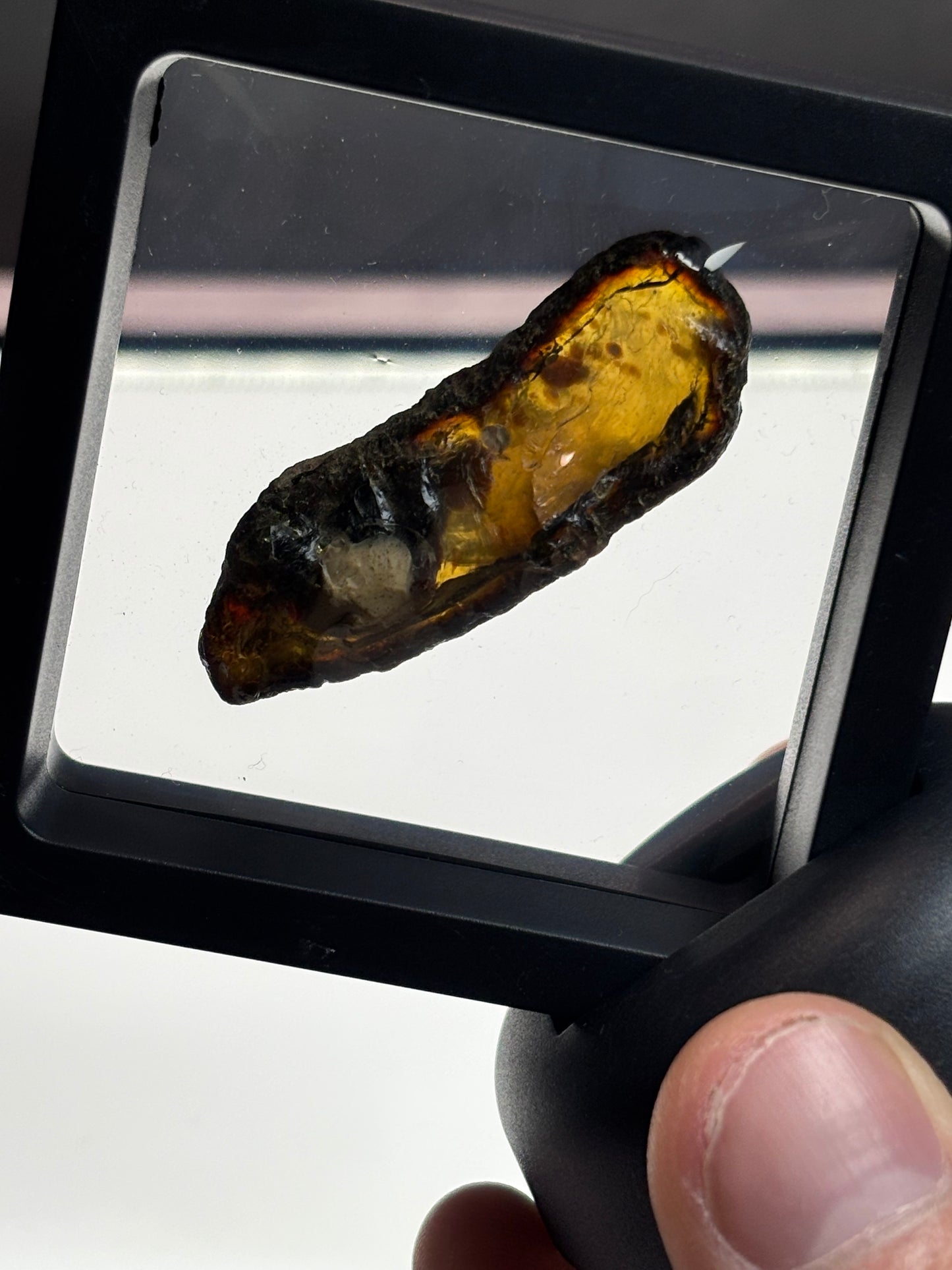 Amber Specimen! Blue under UV!2.5” Display