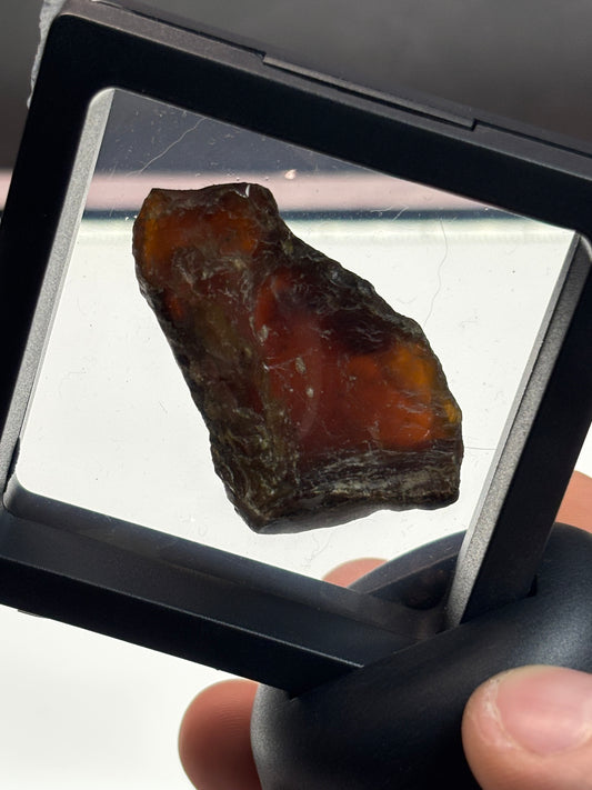 Amber Specimen! 2.5” Display